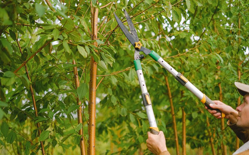 Tree trimming in Rockvale, TN